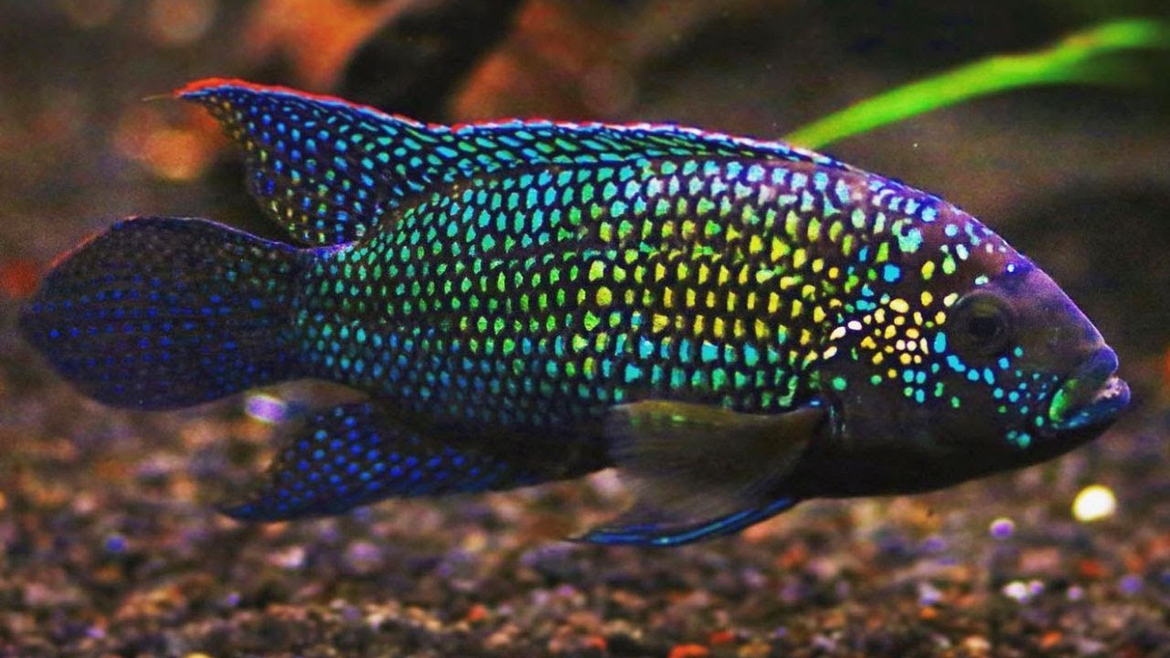 Jack Dempsey Cichlid